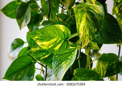 Evergreen Houseplant  Golden Pothos Leaves. Ceylon Creeper, Hunter's Robe, Ivy Arum, Money Plant. Silver Vine, Solomon Islands Ivy, Marble Queen, Devil's Vine Foliage.