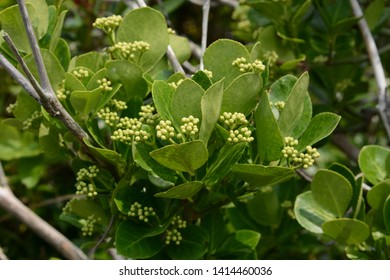 Japanese Spindle Tree High Res Stock Images Shutterstock