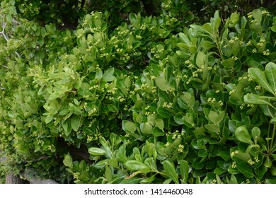 Japanese Spindle Tree High Res Stock Images Shutterstock