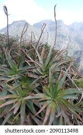 Evergreen Lush Aloe Vera Leaves Bush Growing Side Of Mountain Rock Cliff Wall. Southern Flora Valley Miradouro Eira Do Serrado, Curral Das Freiras, Madeira. Experience Hiking Path. Fresh Unique Air