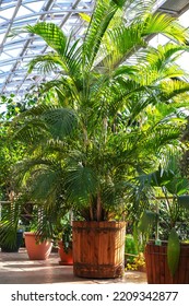 Evergreen Palm Tree In Wooden Pots In The Winter Garden With Glass Windows