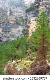Evergreen pine trees along a path leading to a cliff with an unseen waterfall from which water-spray rises like smoke.