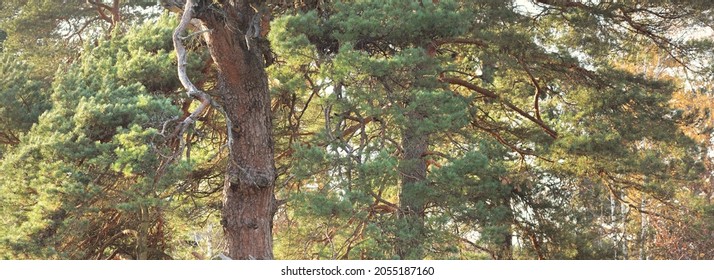 Evergreen pine and young spruce trees on the forest meadow. Soft sunlight. Autumn, ecology, nature, protected area. Deforestation, reforestation, environmental conservation in Germany