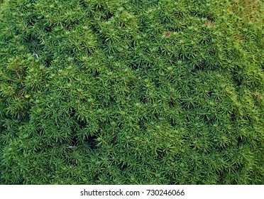 Evergreen Plant Background Or Texture