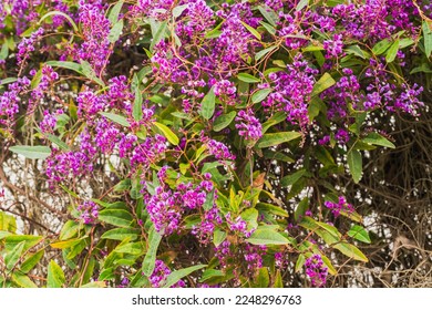 An evergreen plant with beautiful purple-magenta flowers in bloom close-up in the city park. Hardenbergia violacea, Happy Wanderer, blossom - Powered by Shutterstock