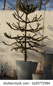 Evergreen Plant In Pots In The Brooklyn Botanic Garden Located In Prospect Heights Brooklyn NY On A Sunny Winter Day January 28 2020