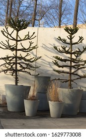 Evergreen Plant In Pots In The Brooklyn Botanic Garden Located In Prospect Heights Brooklyn NY On A Sunny Winter Day January 28 2020