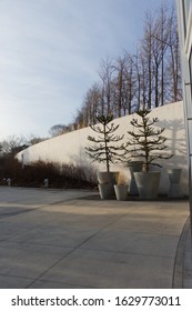 Evergreen Plant In Pots In The Brooklyn Botanic Garden Located In Prospect Heights Brooklyn NY On A Sunny Winter Day January 28 2020