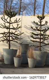 Evergreen Plant In Pots In The Brooklyn Botanic Garden Located In Prospect Heights Brooklyn NY On A Sunny Winter Day January 28 2020