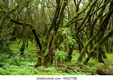 Evergreen Rainforest In Garajonay National Park