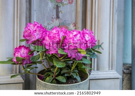 The evergreen Rhododendron hybrid Haaga has fully opened its bright pink flowers in the stone pot. Wallpaper