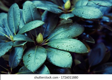 Evergreen Rhododendron Leafs After Rain