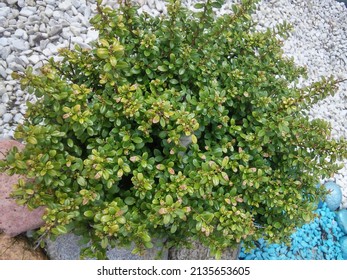 Evergreen round spherical Ilex crenata Convexa or Japanese Holly shrub with small glossy leaves on the background of a rocky mulched bed - Shutterstock ID 2135653605