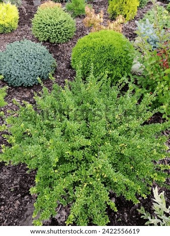 Evergreen round spherical Ilex crenata Convexa or Japanese Holly shrub with small glossy leaves on the background of a bed with coniferous creeping junipers, firs,abies and thujas