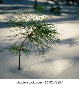 Evergreen Sapling Emerging From The Snow