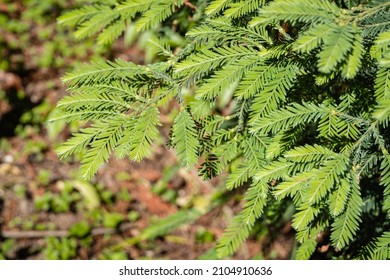 Evergreen Sequoia sempervirens (coastal sequoia). Branches with carved leaves on blurred background of greenery. Selective focus. Close-up. Adler Arboretum 