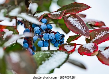 Evergreen shrub Mahonia aquifolium (Oregon-grape or Oregon grape), blue fruits and green and red leaves in winter covered by snow - Powered by Shutterstock