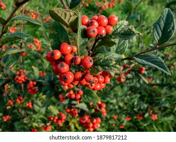 Evergreen shrub Orange cotoneaster (Cotoneaster franchetii) branches full of ripe fruits. 'Super-plant' that absorbs roadside air pollution