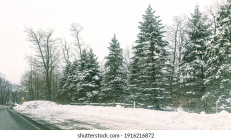 snowy evergreen forest