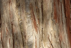 Evergreen Tree Bark Callitropsis Nootkatensis, Nootka Cypress, Yellow Cypress, Alaskan Cypress, Nootka Cedar,yellow Cedar. The Bark Is Thin, Smooth And Purple When Young, Then Becomes Flaky And Gray 

