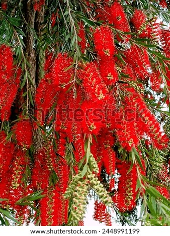 An evergreen tree  the bottlebrush is well known for its graceful, drooping branches ending in flowers with cheerful, bright red or yellow stamens. 