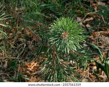 Evergreen tree, branch. Spikes. Pine cone. Growth. Ecology, concept.
