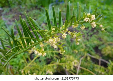 Evergreen Tree, English Yew, European Yew. Perennial.