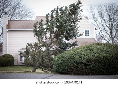 An Evergreen Tree Is Falling Down In A Front Yard After A Bomb Cyclone Nor'easter Hit New England With Heavy Winds And Rain.  The Large Storm Ripped Large Trees From Their Roots With High Winds. 