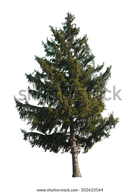 Evergreen Tree Isolated On White Background Stock Photo (Edit Now