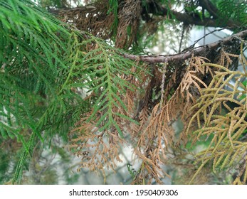 Evergreen Tree Leaves In Green And Brown Colors. Content Contains Chrominance Noise, Luminance Noise, Sharpening Noise, Or Film Grain