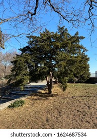 Evergreen Tree On A Hill In Carl Schurz Park In New York City.