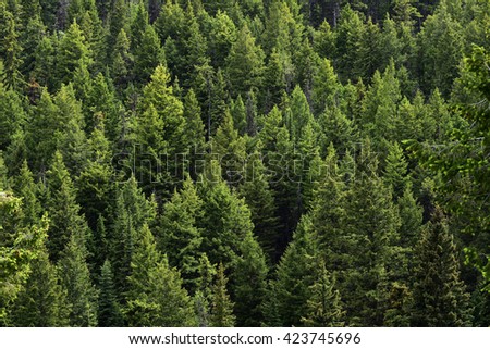 Evergreen trees