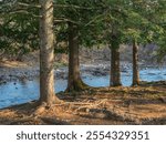 Evergreen trees with bare roots along the Gooseberry River on a cool November fall, autumn day at Gooseberry Falls State Park in Two Harbors, Minnesota USA.