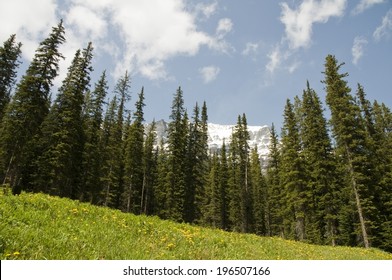 Evergreen trees in front of a mountain under a lightly clouded blue sky.