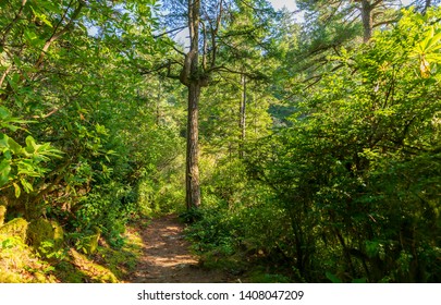 Evergreen Trees On A Hiking Path In The Mike Miller State Park In Newport Oregon