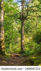 Evergreen Trees On A Hiking Path In The Mike Miller State Park In Newport Oregon