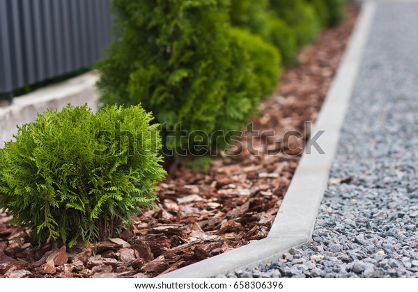 Evergreen Trees Planted Row Tree Thuya Nature Parks Outdoor