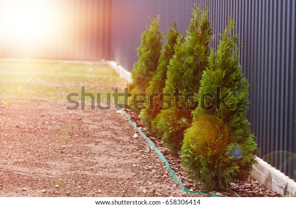 Evergreen Trees Planted Row Tree Thuya Stock Photo Edit Now