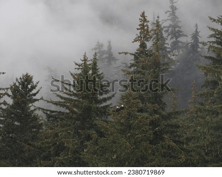 Evergreen trees shrouded in dense fog with two bald eagles perched amidst the foliage near Haines, Alaska