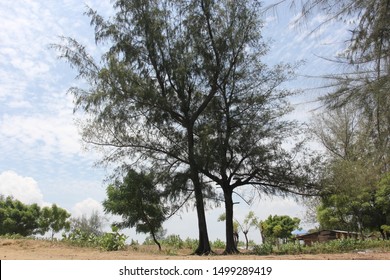 The Evergreen Trees That Survived From The Tsunami Boxing Day In Banda Aceh City On December 26, 2004