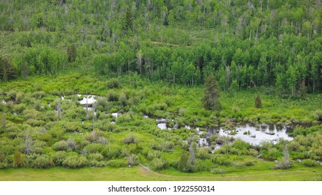 Evergreen Trees At Uinta Wasatch National Forest In Utah