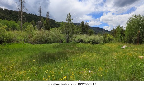 Evergreen Trees At Uinta Wasatch National Forest In Utah