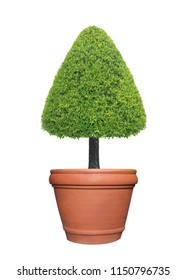 Evergreen Triangle Shape Trimmed Topiary Tree In Terracotta Pot Container Isolated On White Background For Formal Japanese And English Style Artistic Design Garden