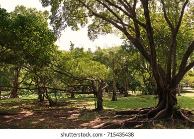 Evergreen Tropical Tree Decoration Park Relax Stock Photo 715435438 ...