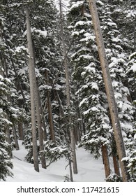 Evergreens Covered With Snow In Vail, Colorado