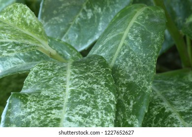 Evergren eaves close-up macro background