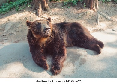 Everland, South Korea - August 07, 2016: A brown bear lounging in Everland's Safari World.