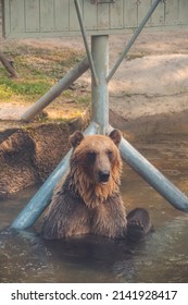 Everland, South Korea - August 07, 2016: A brown bear bathing and playing in the water at Everland's Safari World.