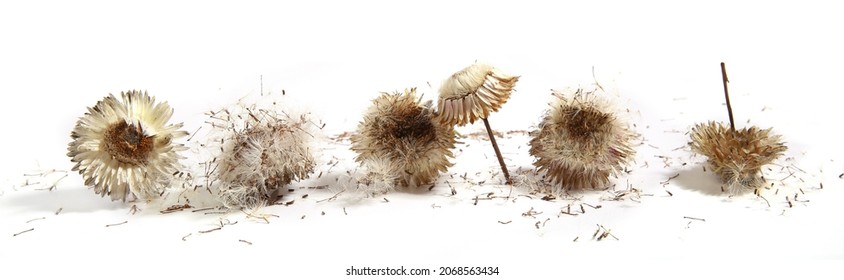 Everlasting daisy dried flowers with flying seeds isolated on white background. Rhodanthe,  strawflower or paper Daisy the petals are stiff and papery.