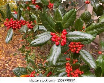 Everlasting symbol of Chistmas,american holly